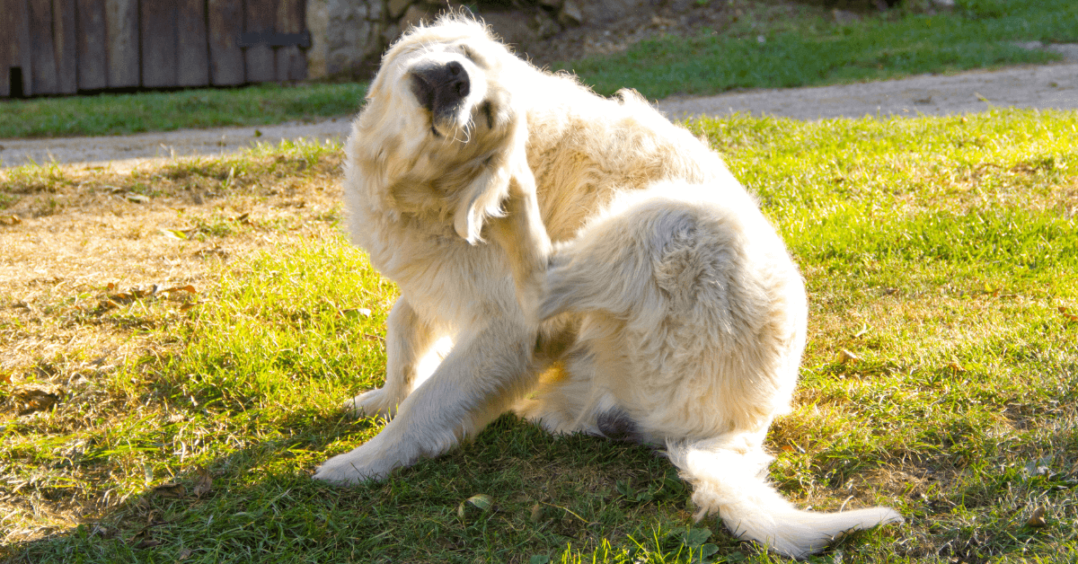 Chien qui se gratte l'oreille dans un jardin