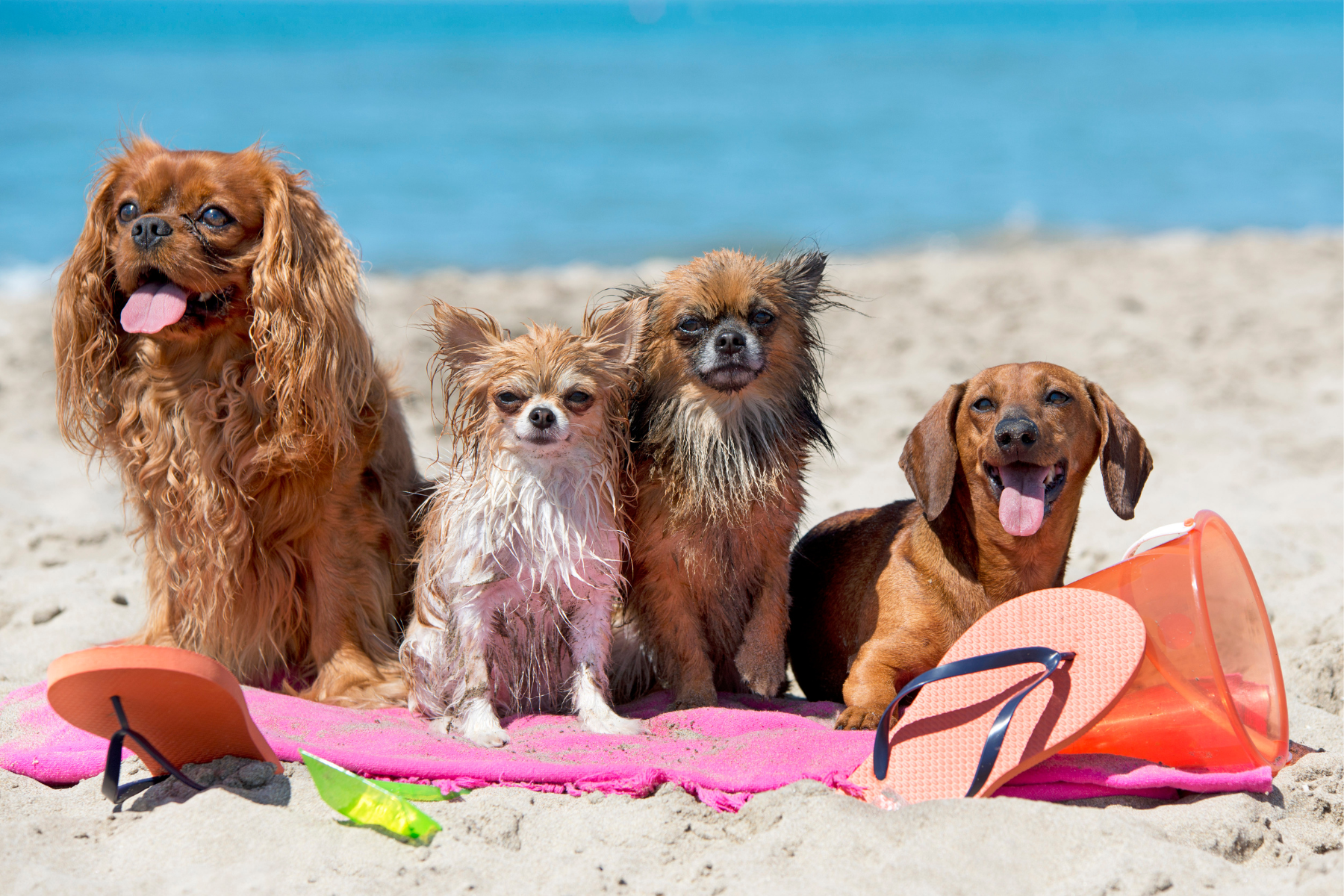 Pourquoi la Chaleur Aggrave les Rougeurs Chez le Chien