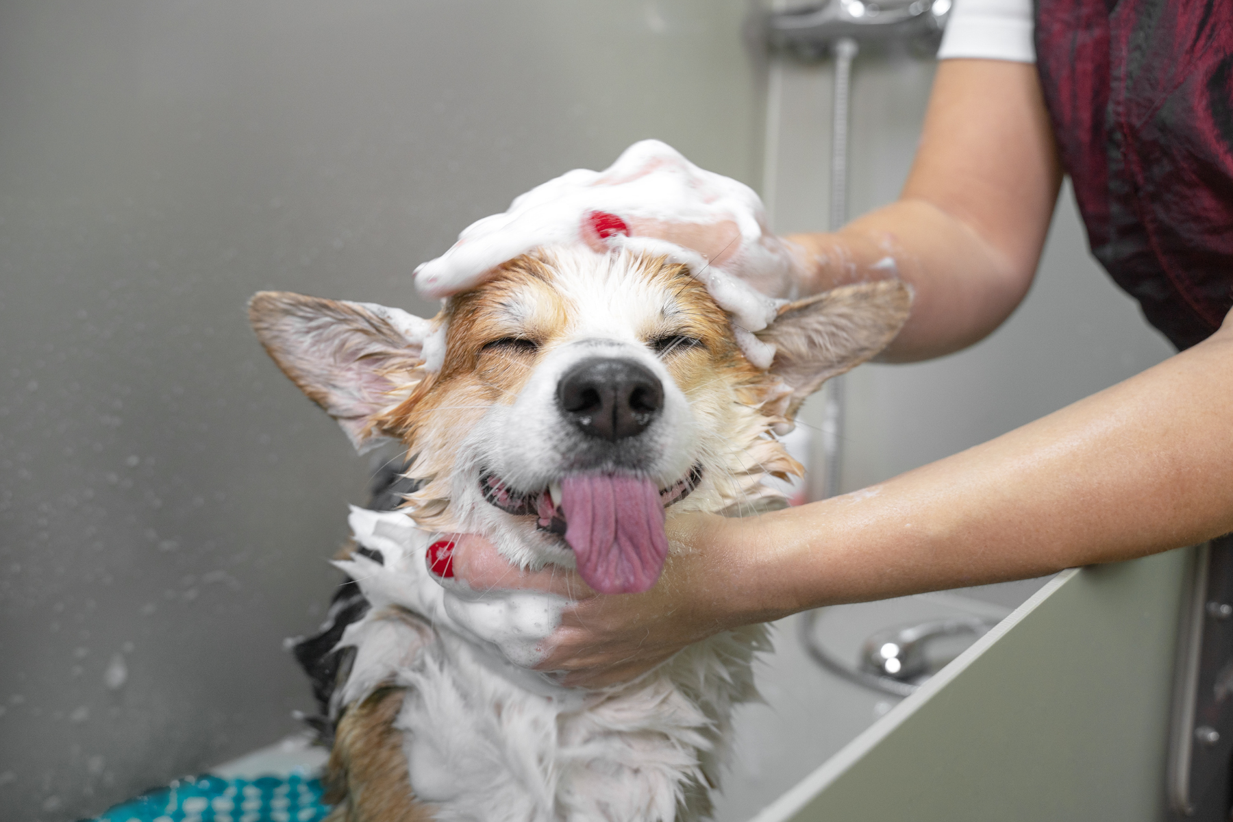 5 erreurs courantes dans les soins de la peau du chien (et comment les corriger)