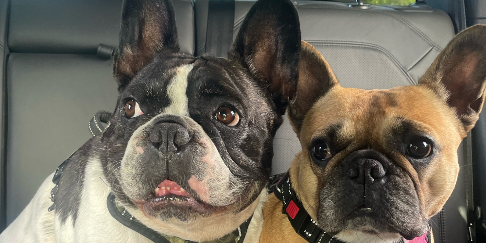 Vraies routines, vrais résultats - Rocky & Bella