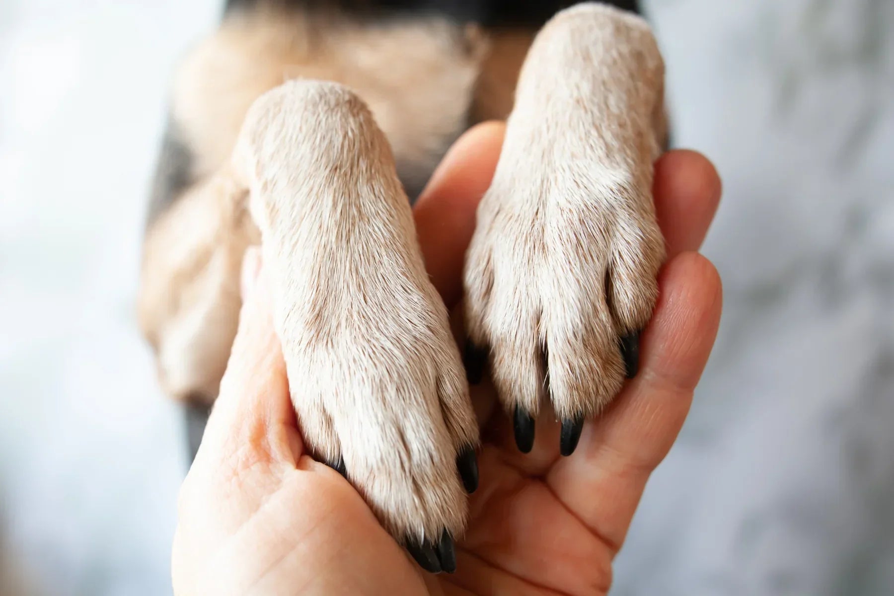 Que Faire Quand Votre Chien Refuse Qu'on Touche Ses Pattes ?