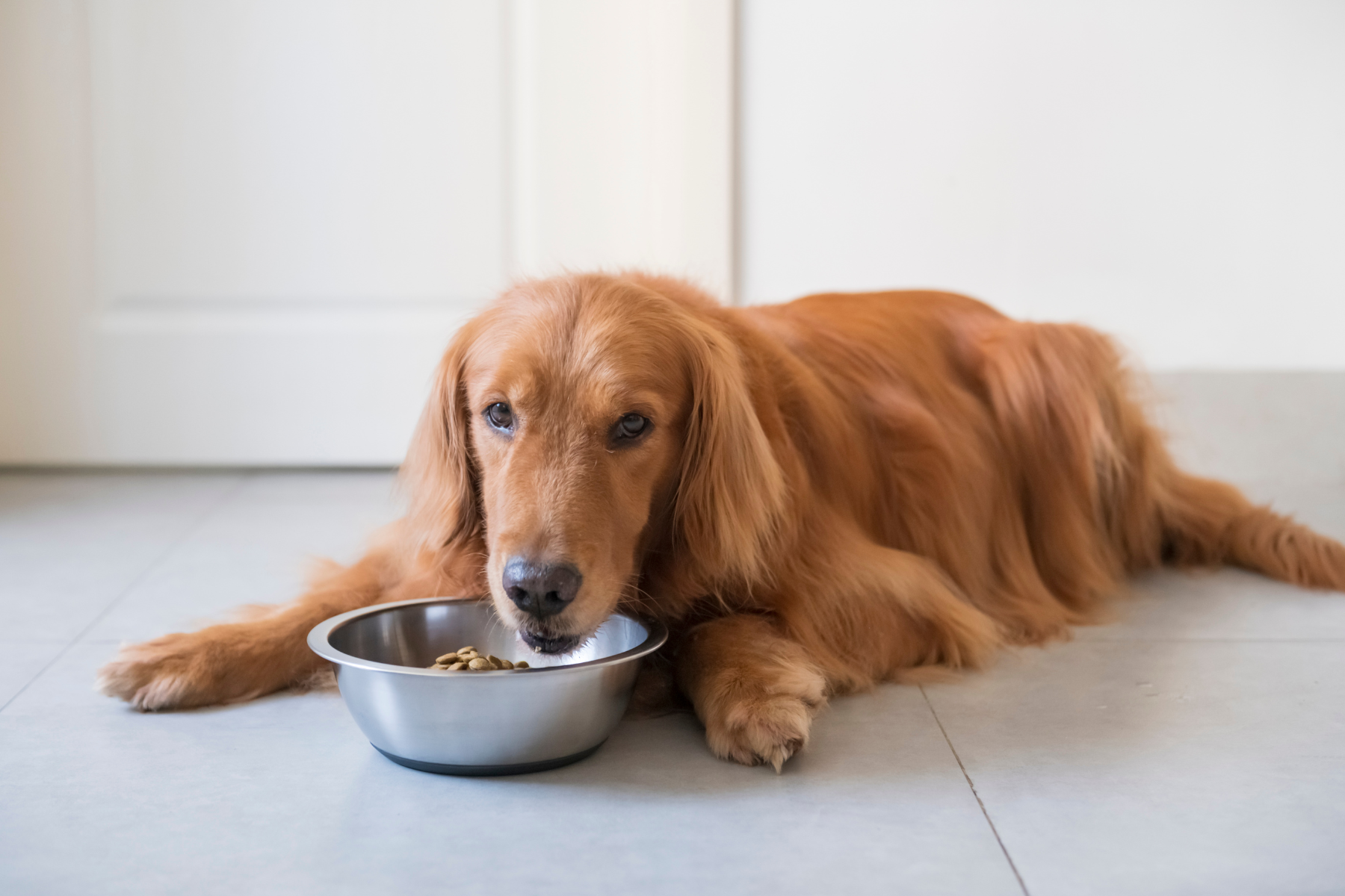 Mon chien a-t-il une réaction alimentaire ? Signes et diagnostic