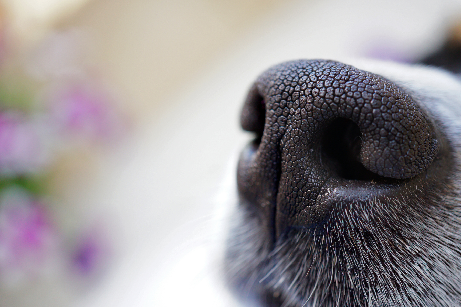 Pourquoi Mon Chien Sent Encore Mauvais Après le Bain ?
