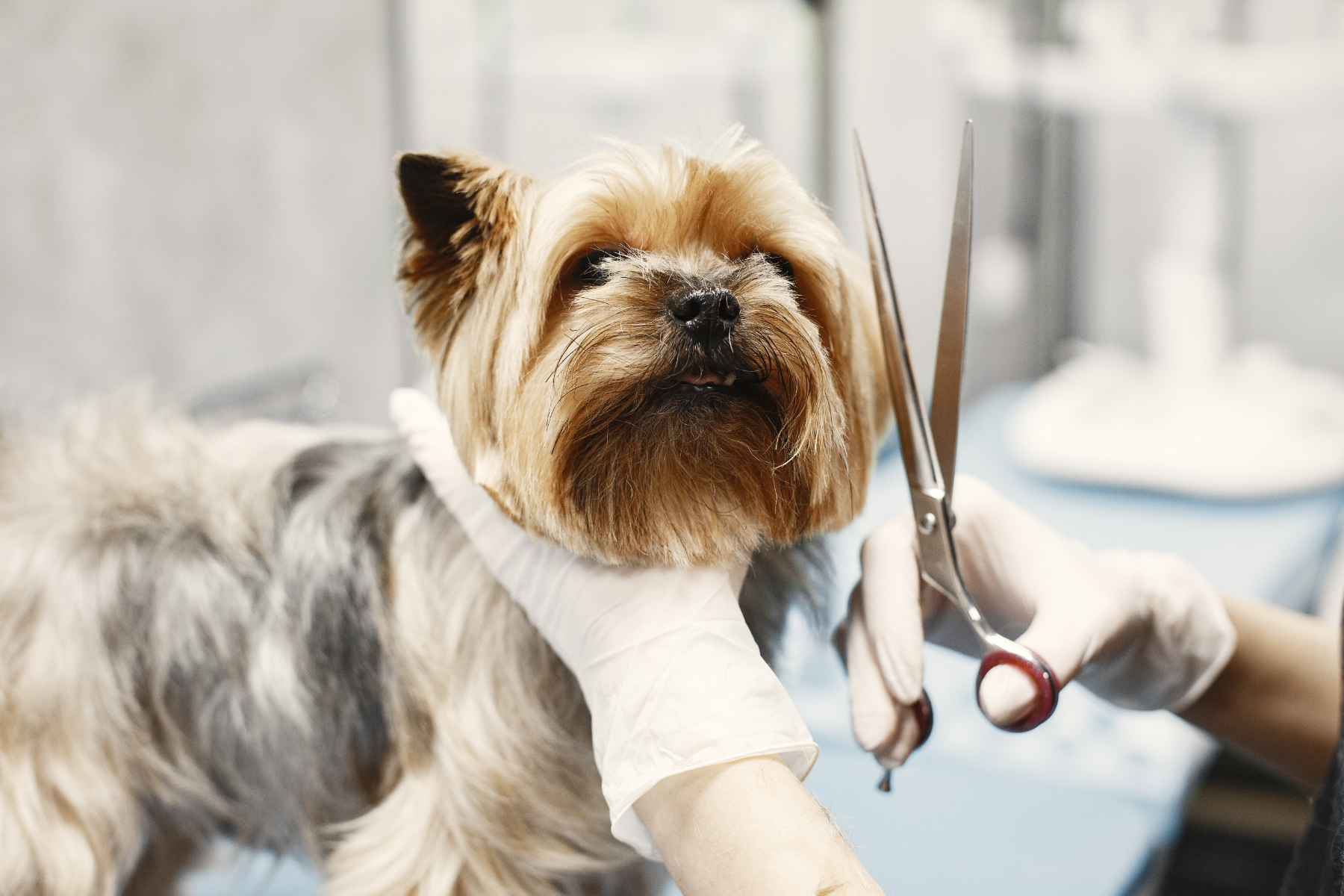 Que faire si votre chien déteste le toiletteur