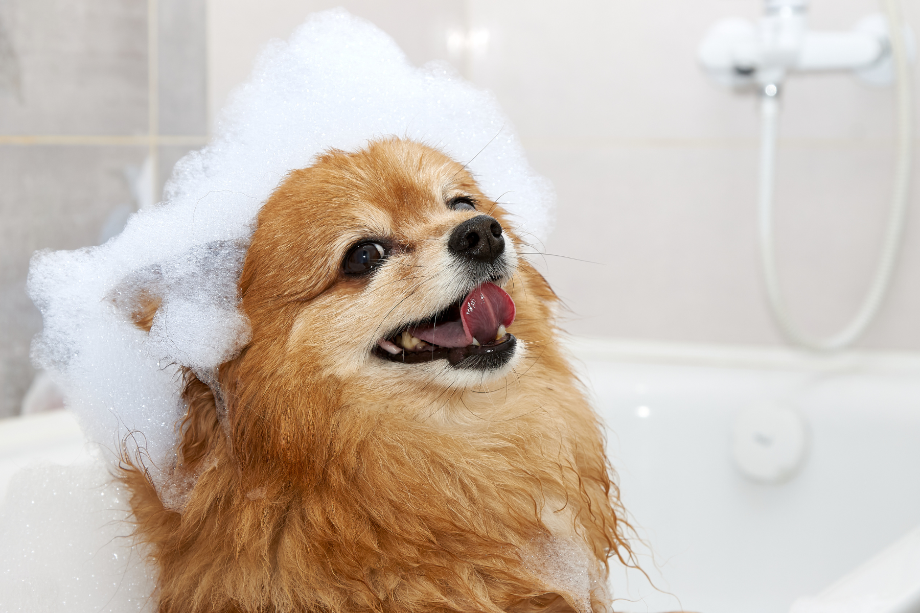 Routine de bain que votre chien apprécie vraiment