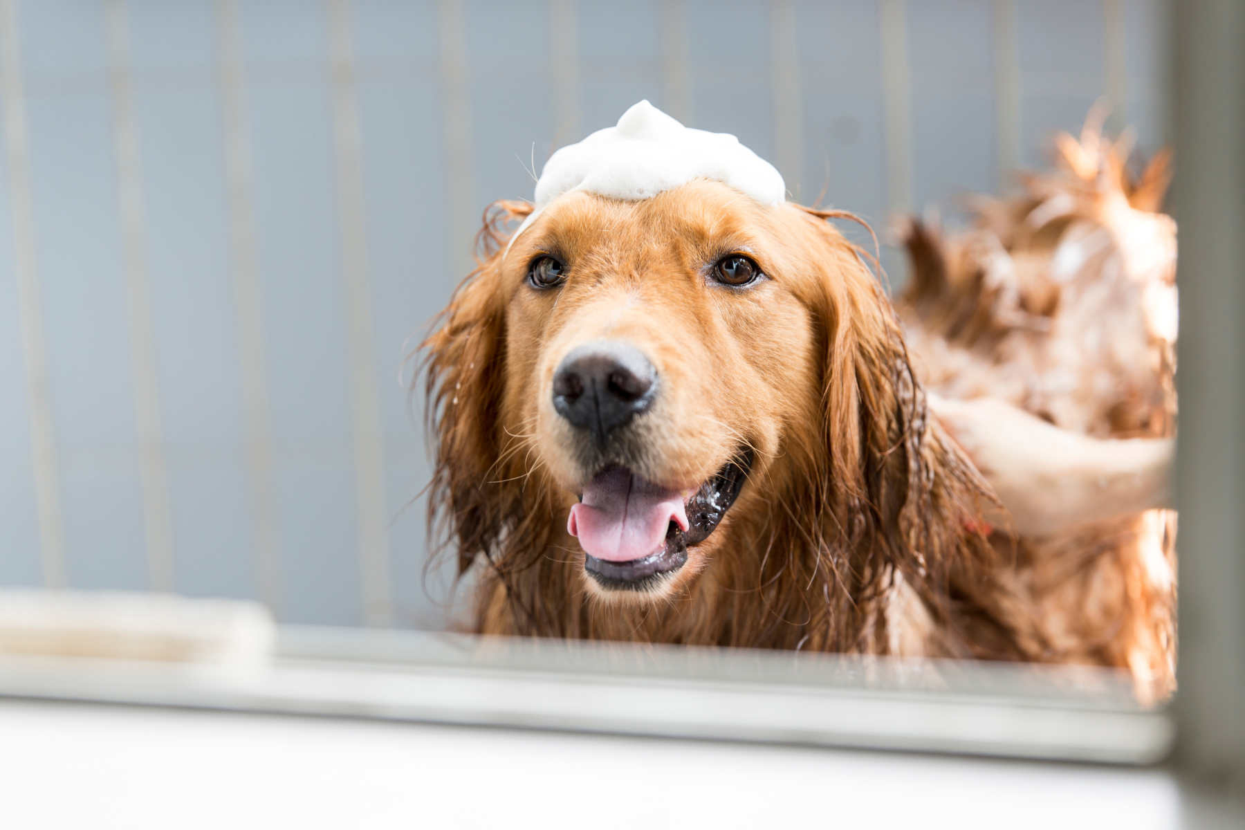 Les Signes que la Peau de Votre Chien a Besoin de Plus qu'un Bain