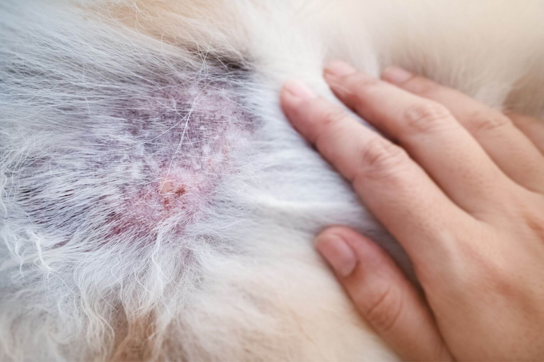 Traitement naturel pour la dermatite chez les chiens : comment la soigner ?