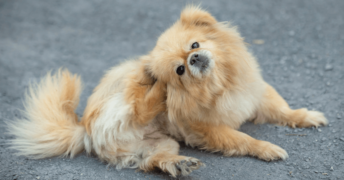 chien qui se gratte dans la rue