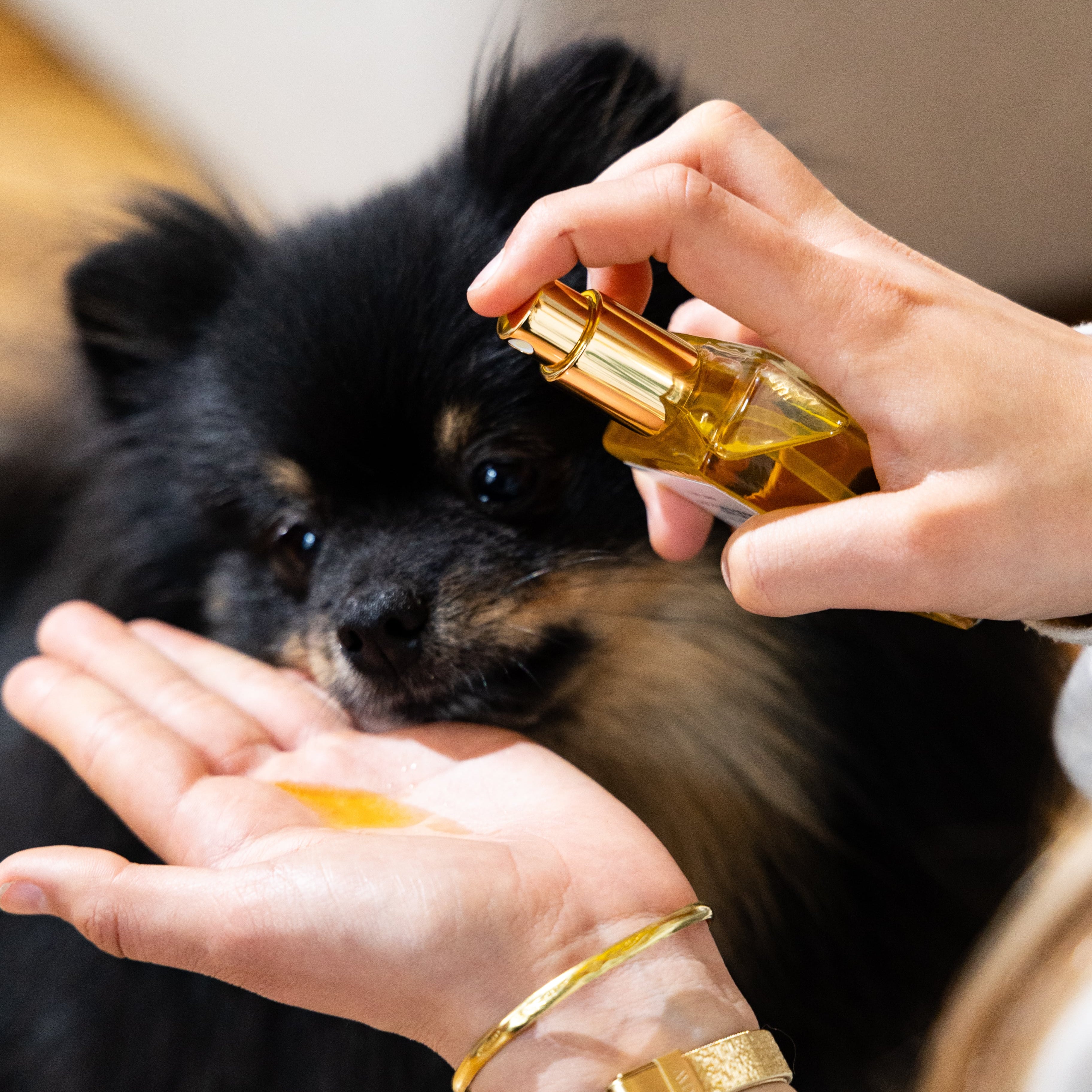 Huile de Soin Naturelle pour chien – Argan & Bourrache