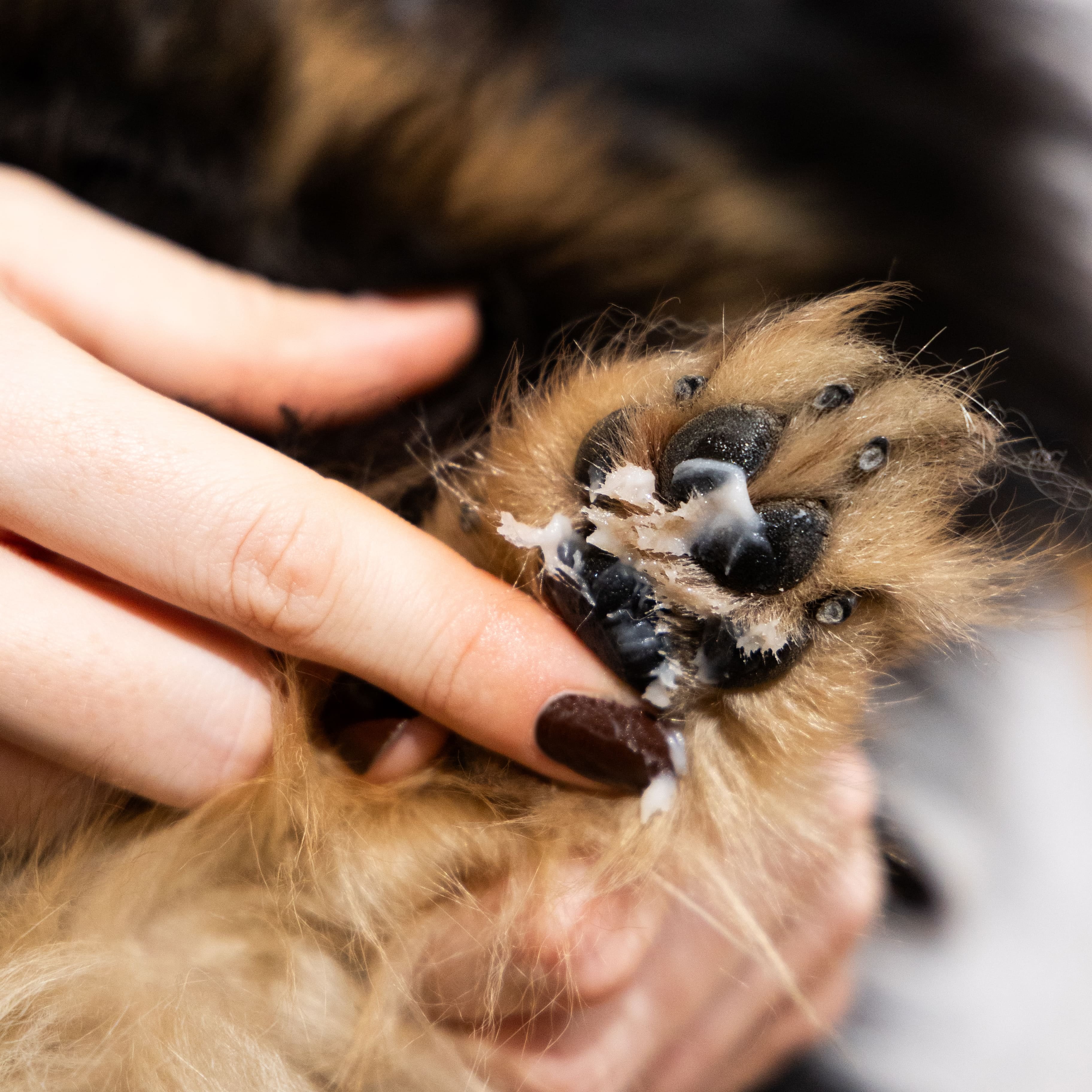 Baume hydratant zones sèches pour chien – Cire d’Abeille & Huiles Apaisantes