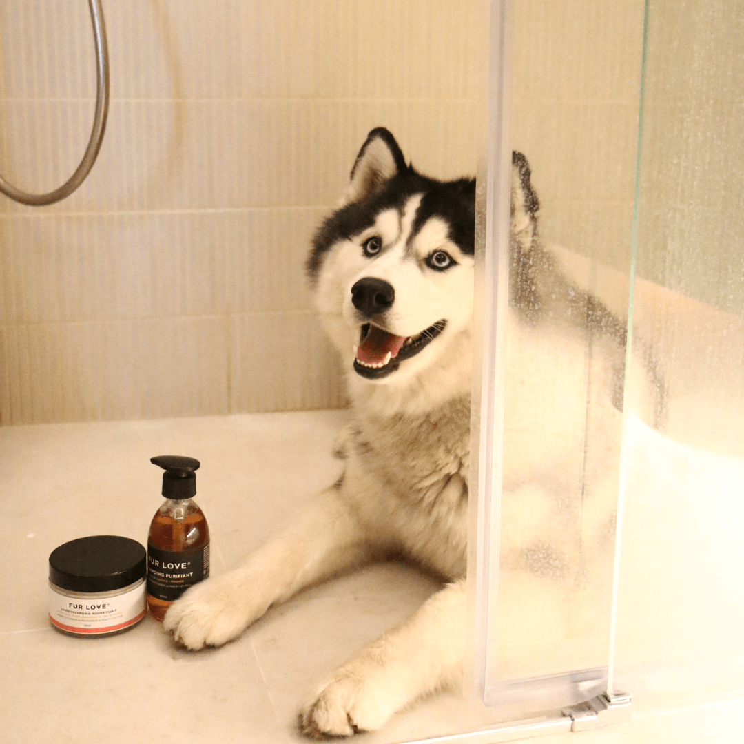 chien douche bain shampoing masque hydratation poil pelage tout doux