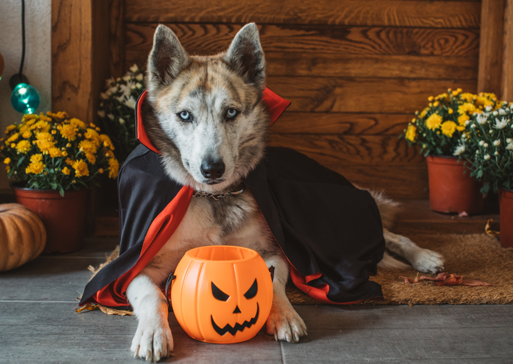 déguisement chien halloween