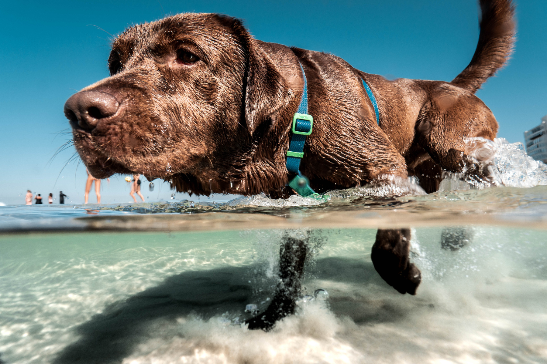 Pourquoi Votre Chien Sent Plus Fort en Été - et Quoi Faire