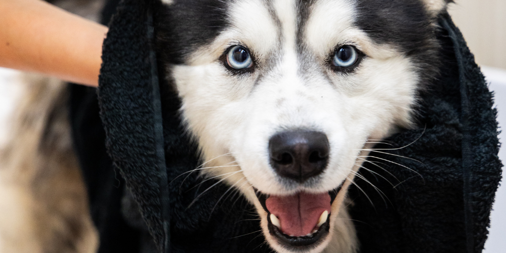Faut-il utiliser un après-shampoing pour son chien? (Et pourquoi c’est important)