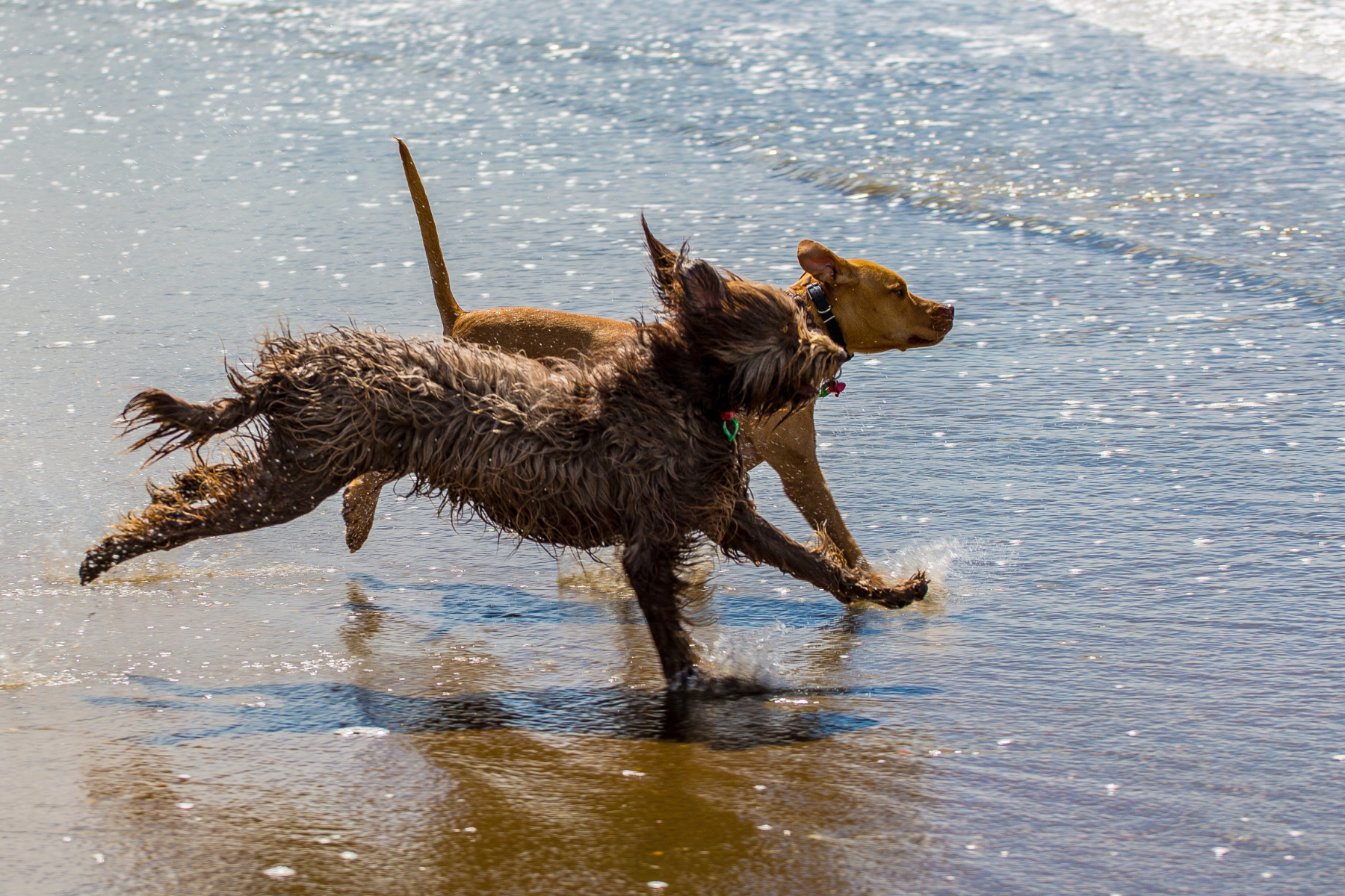 Chiens à la plage : soins de la peau en été