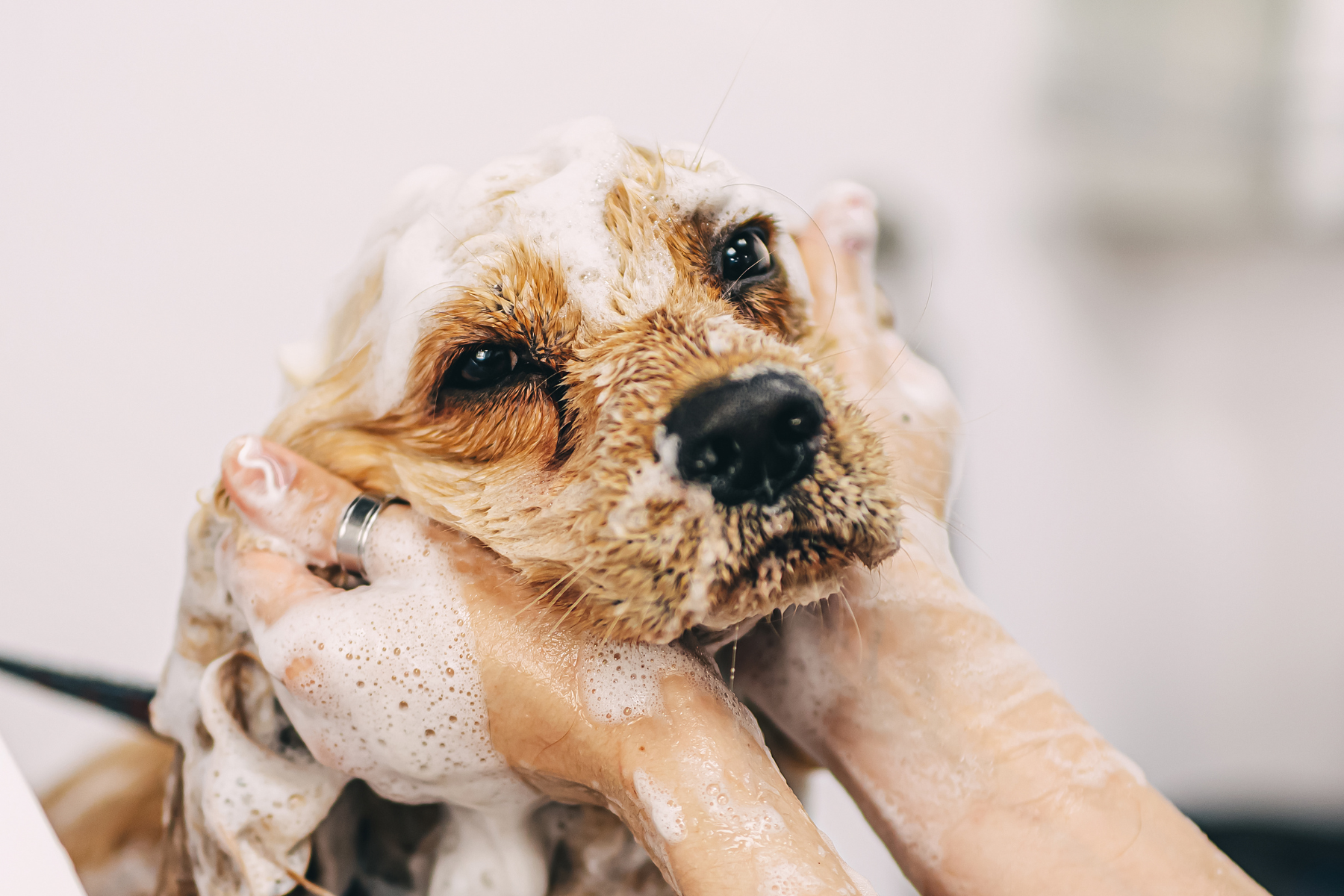 Shampoing médicamenteux pour chien : comment Fur Love complète la routine
