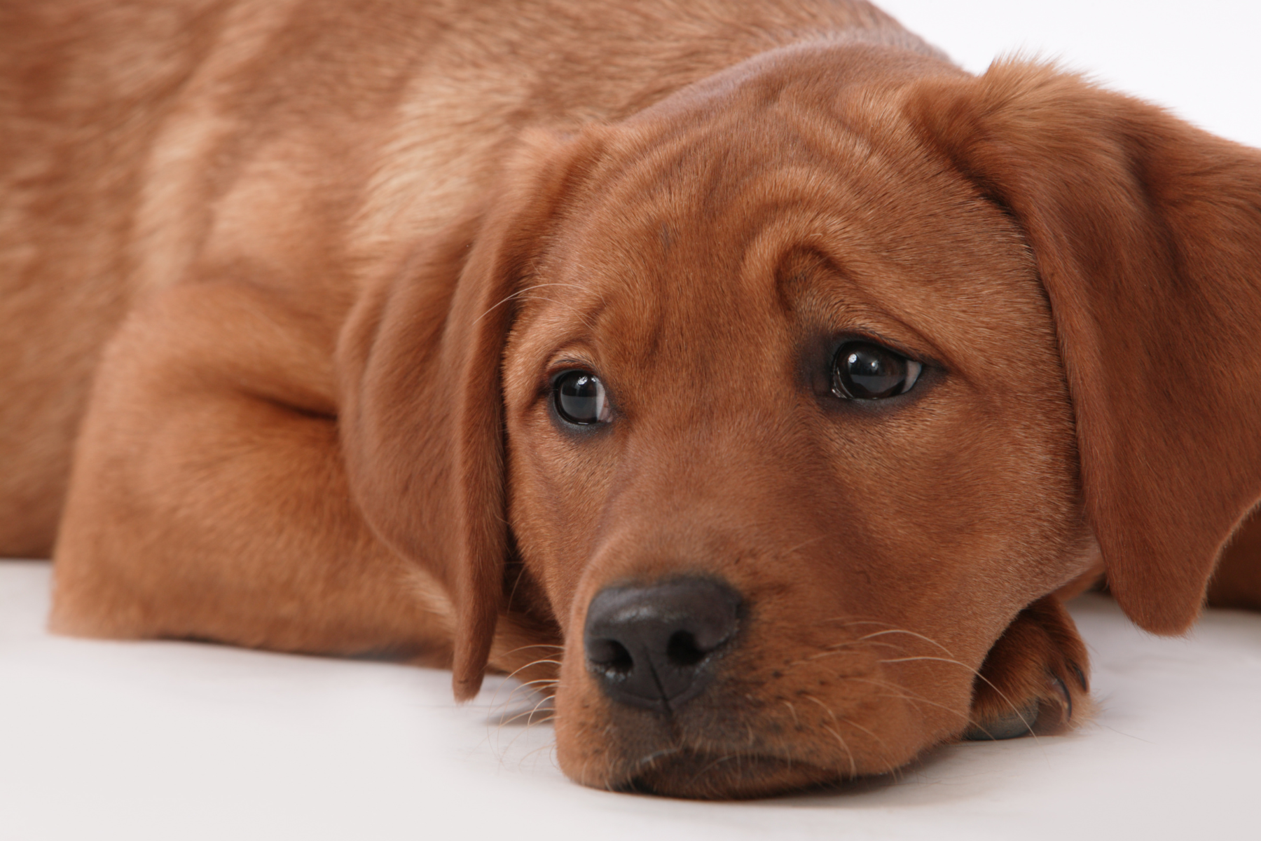 Pourquoi Certains Chiens Naissent avec une Peau Sensible - et Ce Que Cela Signifie pour les Soins