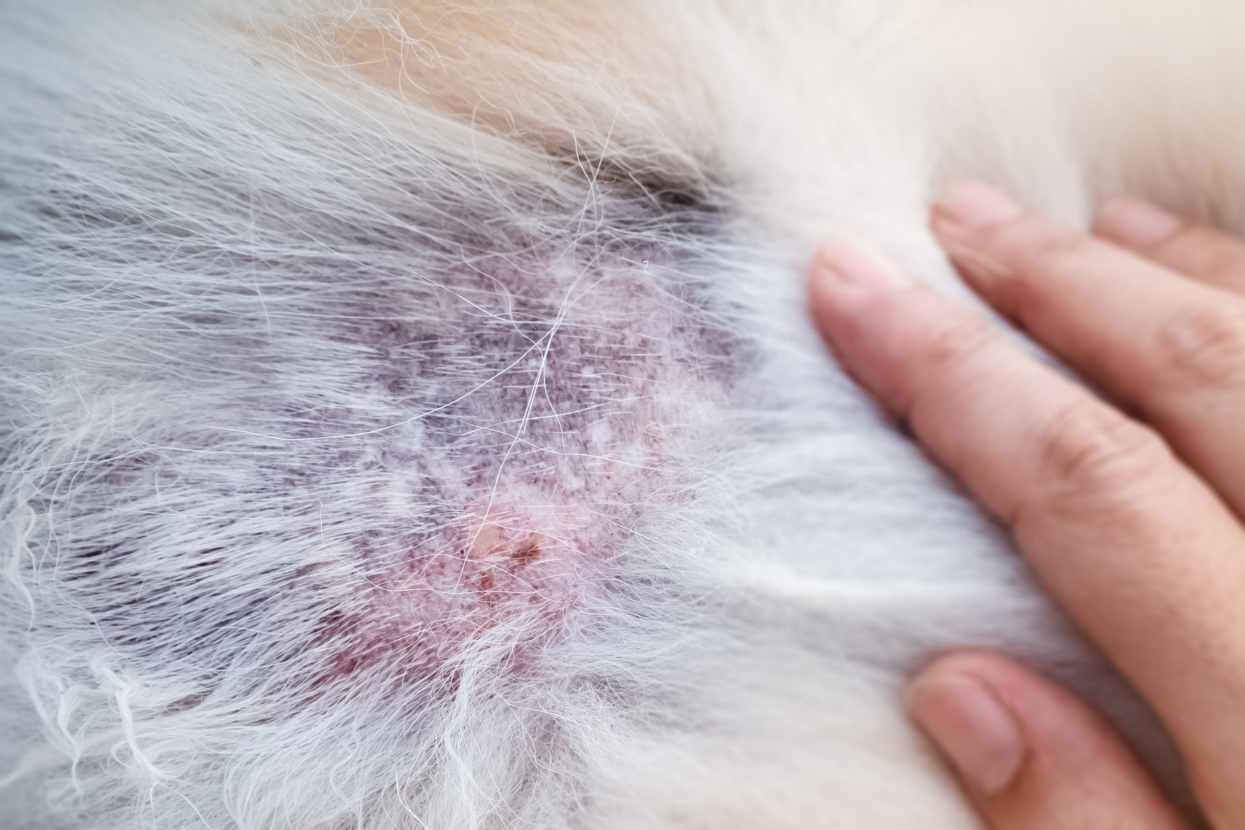 Pourquoi mon chien perd-il ses poils ? Le rôle de la santé cutanée