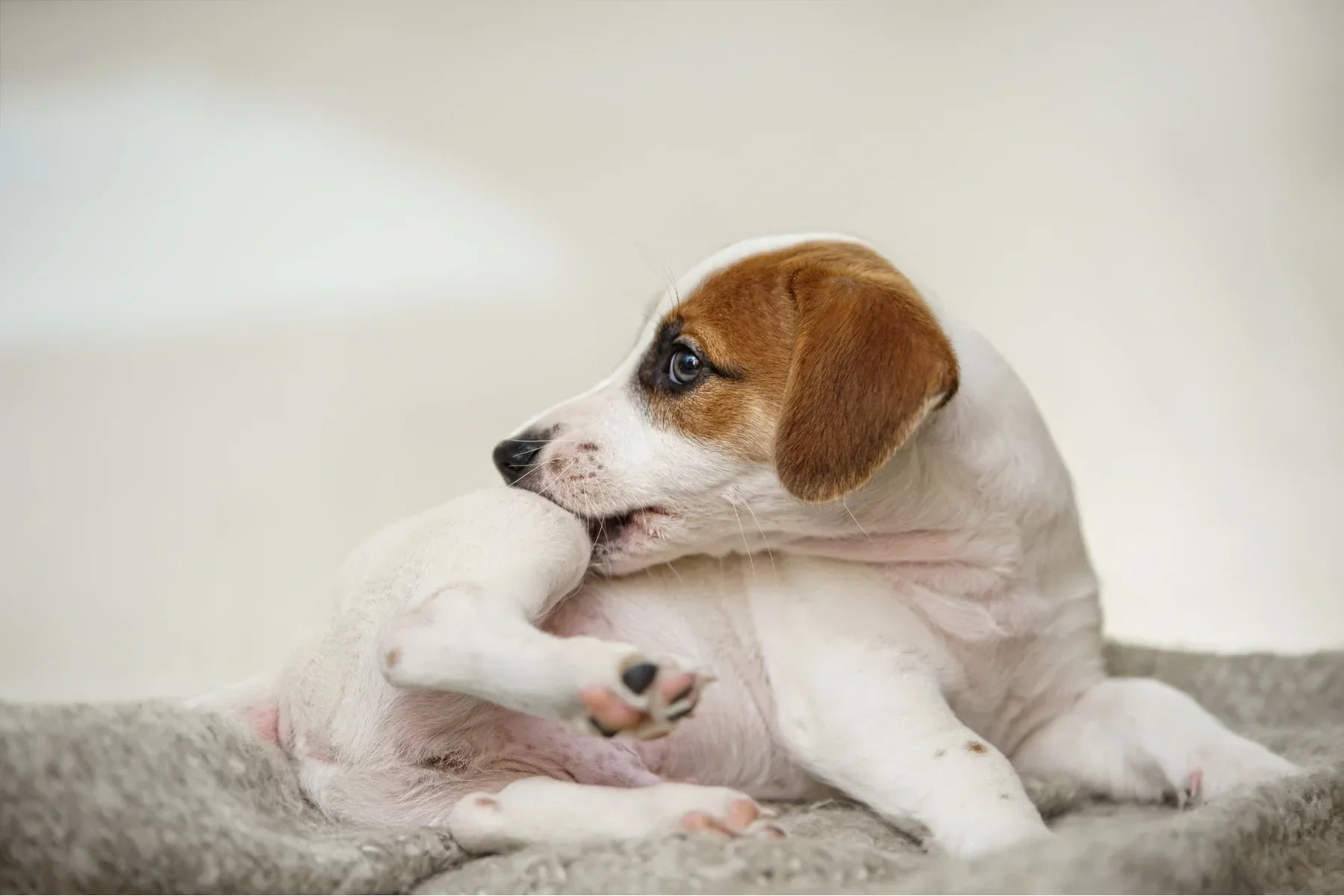 Comment Éliminer les Puces de Votre Chien - Pour de Bon