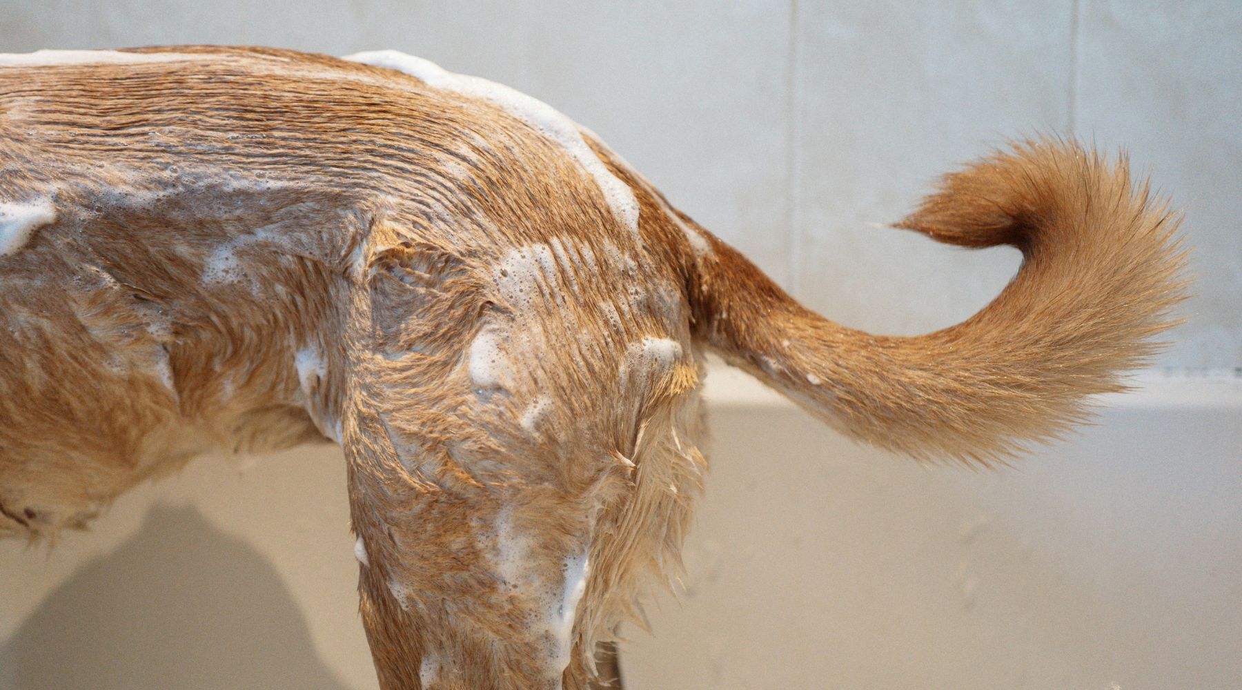 Quel shampoing pour chien utiliser ?