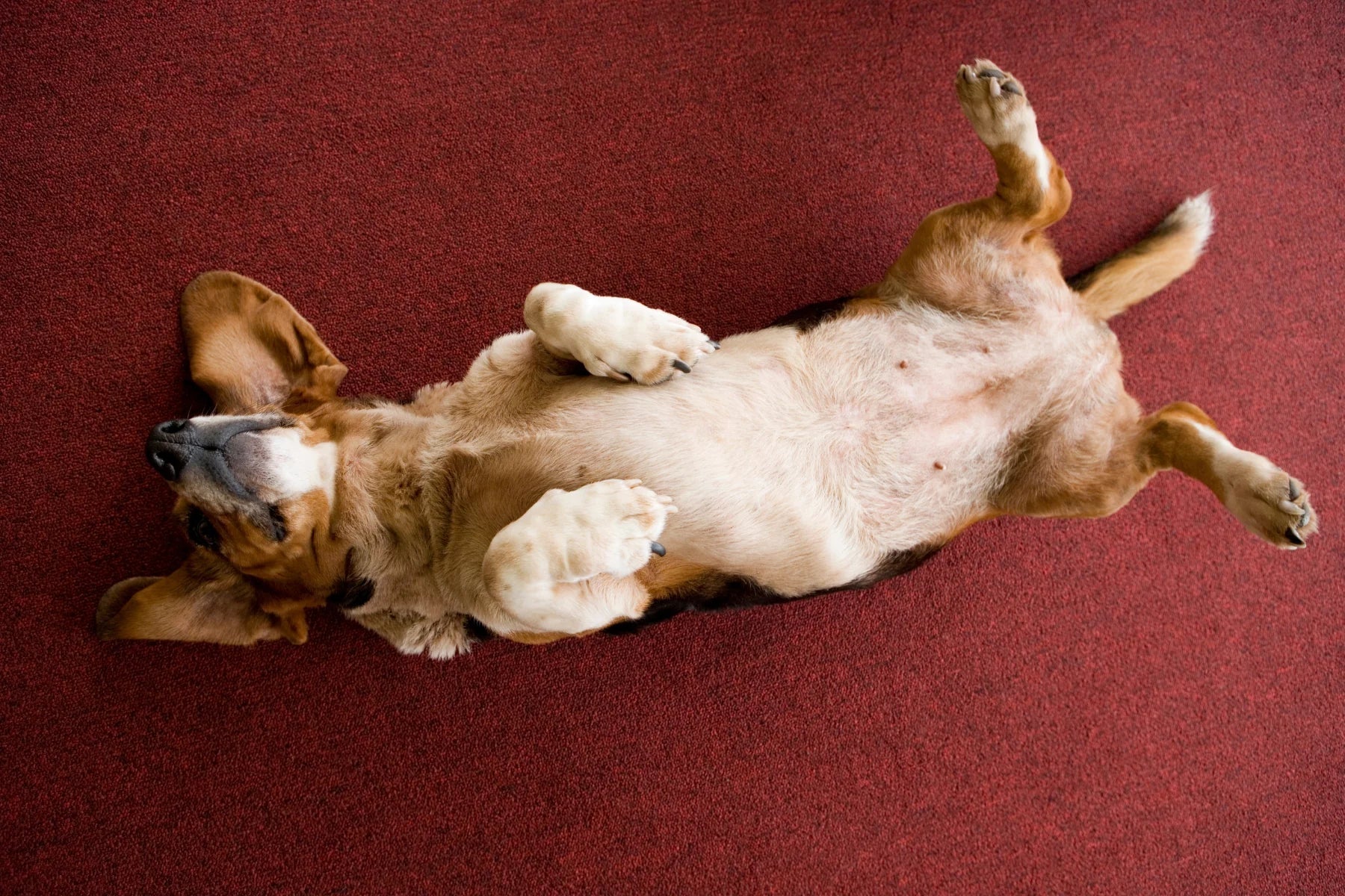 Lire le pelage de votre chien - signes d'une peau saine